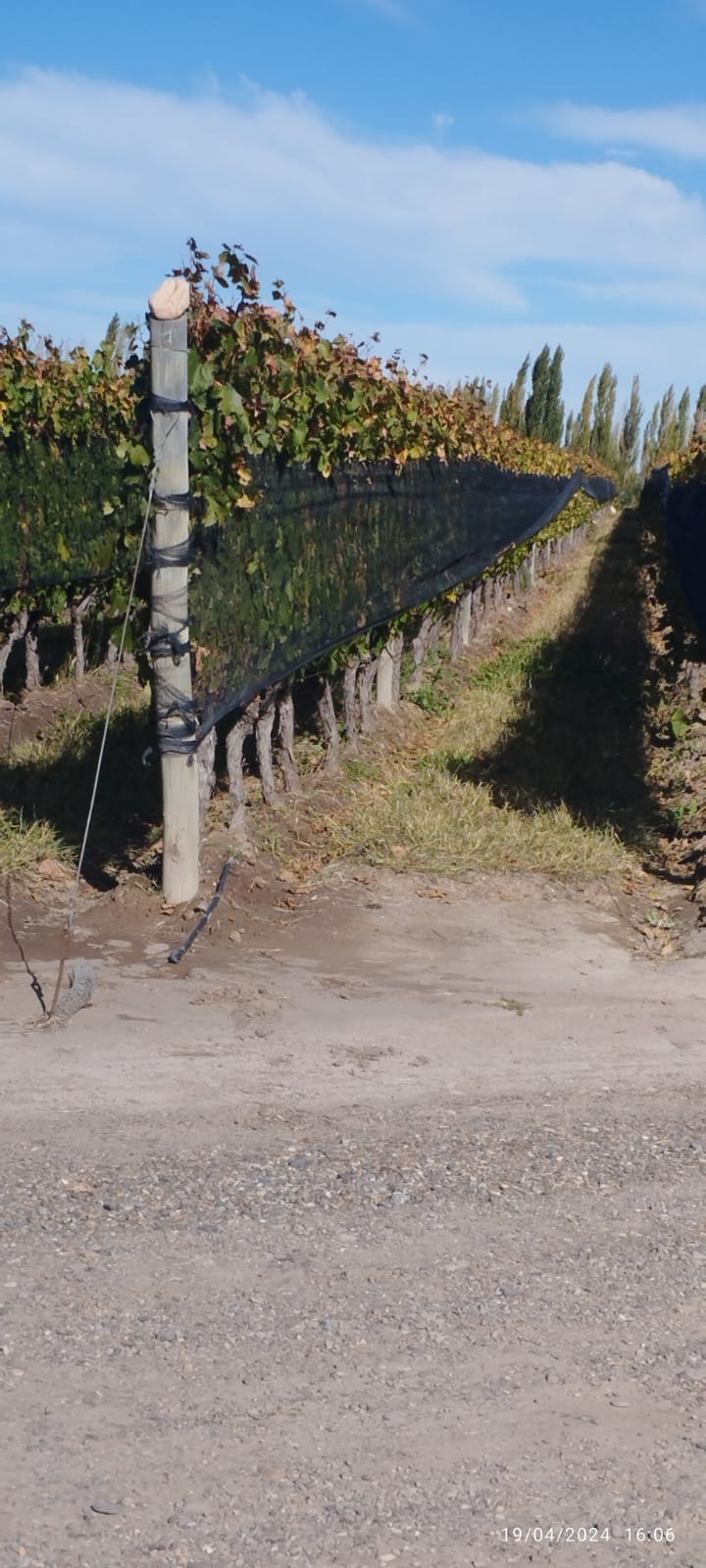 Tour por las mejores bodegas de vino a elección de Mendoza